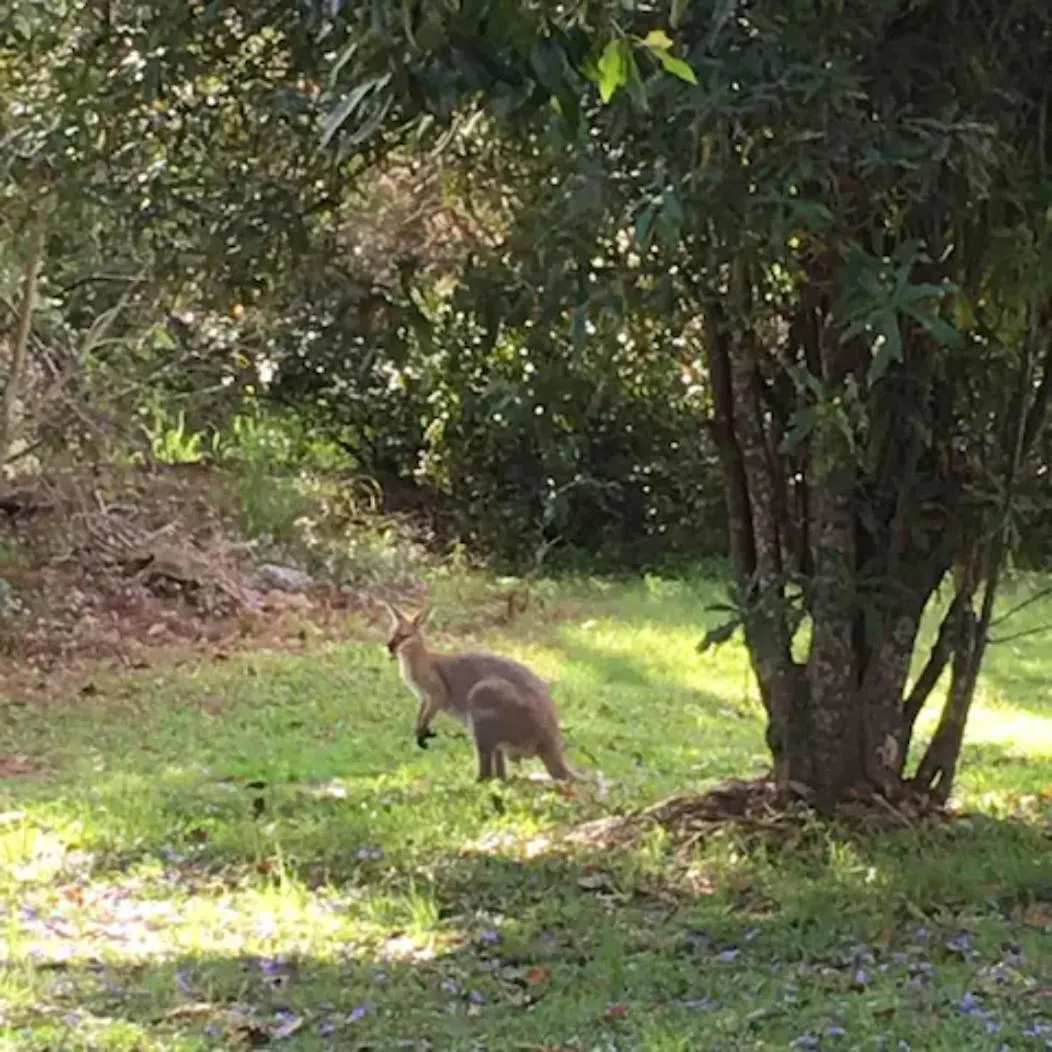 Spacious Hideaway Retreat, Brookfield, Brisbane